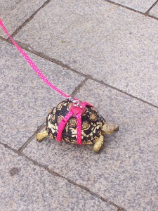 ̶P̶i̶e̶s̶ żółw na smyczy